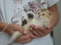 Шотландские породистые золотого окраса котята, фотография 3