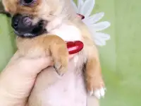 Продаются, фотография 12