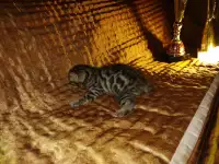 Роскошные бенгальские котята, фотография 8
