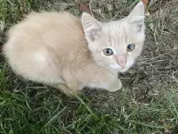 Крем -котенок в добрые руки, фотография 3
