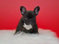 Милые французики, фотография 3