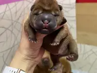 Щенок шарпея в шикарном махагоновом цвете, фотография 2