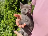 Забавные котята ищут добрые руки, фотография 7