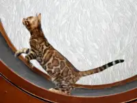 Бенгальские котята: девочка, фотография 2