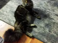 Котята, фотография 7