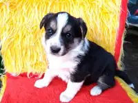 Щенки 