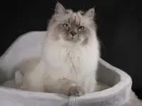 Котята от питомника Невский Шарм, фотография 4