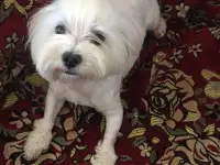 Вязка Мальтезе, фотография 2