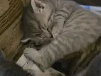 Шотландские котята, фотография 3