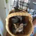 Милые котята., фотография 3