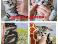 Шотландские котята, фотография 8
