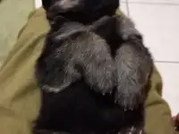 Продам щенков немецкой овчарки, фотография 3