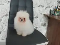 померанский шпиц , мальчик и девочка