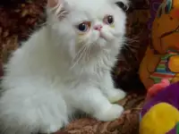 Продаётся персидский котёнок, девочка, фотография 4