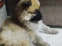 Щенок в добрые руки, фотография 2