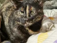 Отдам котят, фотография 12