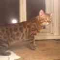 Бенгальский кот, чемпион породы, приглашает на вязку., фотография 1
