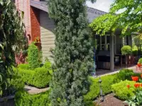 Тис ягодный 10-12 см ростки саженцы рассада, фотография 2
