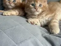 Мальчики Мейн кун, фотография 9