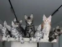 Котята мейн кун!, фотография 4