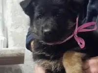 Немецкий овчарки щенки, фотография 3