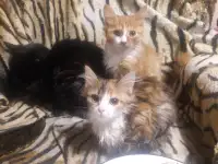 Котики, фотография 4