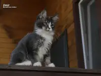 Мейн-кун  котёнок  мальчик