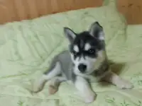 Щенок хаски, фотография 2