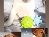 Продается щенок Джек Рассел Терьер