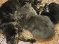 Кошечка 2.5 месяца, фотография 2