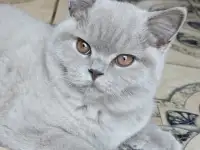 Элитные британские котята из питомника