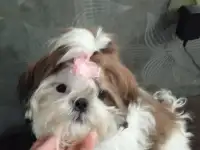 Щенок щит цу, фотография 2