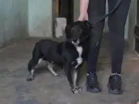 Срочно нужен дом для маленького, молодого пса., фотография 3