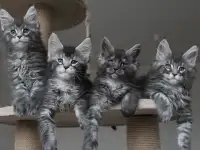 Котята мейн кун!, фотография 2