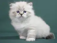 Сибирский котенок, невский маскарадный котенок, фотография 7