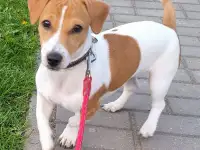 Щенок Джек Рассел терьер