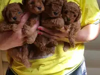Щенки пуделя