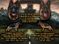 Питомник DIAMOND IZ BUDY предлагает щенков немецкой овчарки, фотография 1