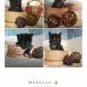 Мейн-кун, котята, фотография 7
