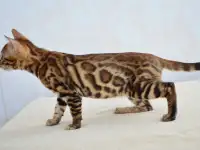 Бенгальские котята из питомника, фотография 6