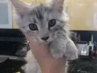 Котёнок Мейн-кун, фотография 1