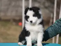 бордер колли, фотография 3