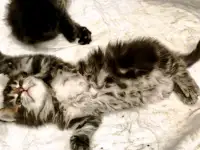 Котята Мейн-кун девочки, фотография 8
