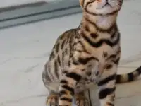 Бенгальские котята