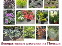 Декоративные растения из Польши, фотография 2