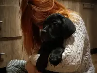 Щенки Кане Корсо, фотография 5