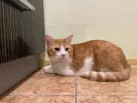 Чудесный рыжий котик Бонечка ищет дом и семью!, фотография 1