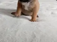 Французский бульдог, фотография 4