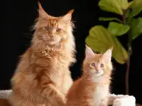 мальчик породы мейн-кун, фотография 3