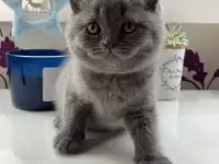 Британские котята., фотография 9